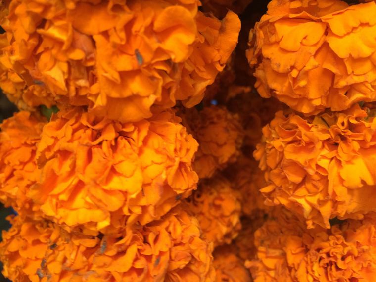 Orange marigolds strung into a garland